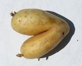 200719 Biokartoffel.jpg