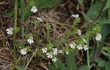 200829-Gemeiner Augentrost (Euphrasia rostkoviana).jpg