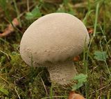 201010-Hasenbovist.jpg