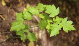 201021-Elsbeere.jpg