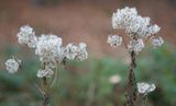 201130-BaldrianSpätherbst.jpg