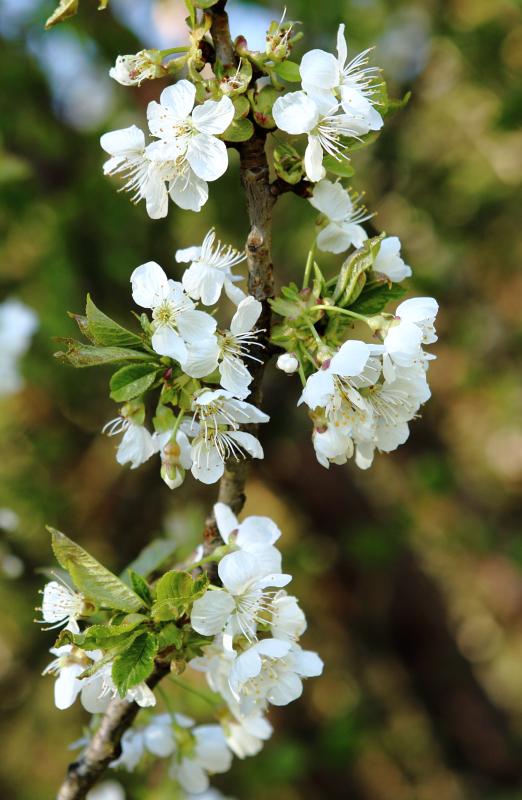 Kirschblüte