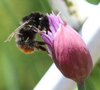 Steinhummel