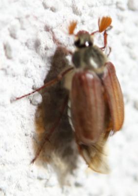 Maikäfer