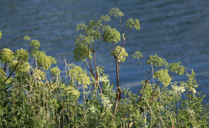 200703 Angelica archangelica am Mainufer