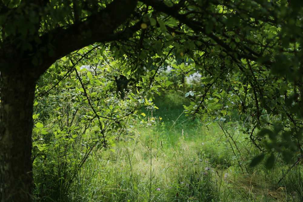 200703 Grüne Gartenhölle