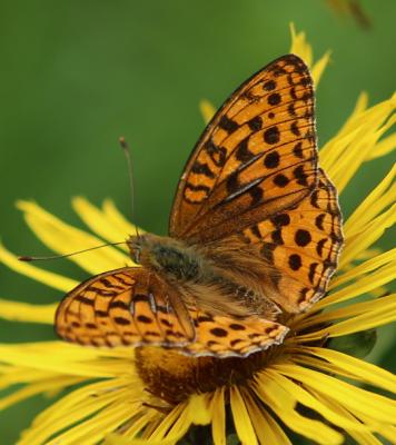 200712 Großer Perlmuttfalter(Argynnis_aglaja)