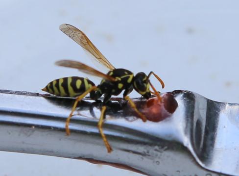 200820 Gallische Feldwespe (Polistes dominula)