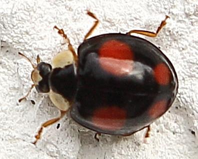 201021-Marienkäfer (Adalla bipunctata)
