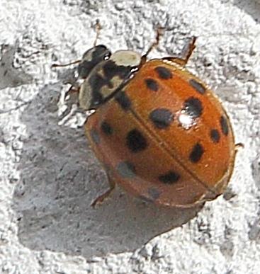 201022-Asiatischer Marienkäfer (Harmonia axyridis)