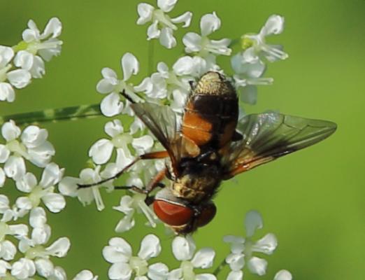 Ectophasia oblonga