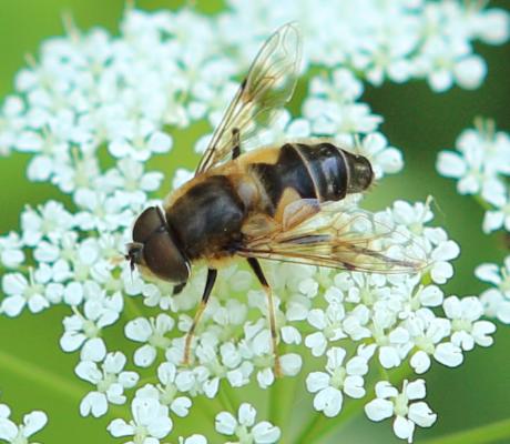 Kleine Keilfleckschwebfliege (Eristalis arbustorum m) Kleine Keilfleckschwebfliege (Eristalis arbustorum m)