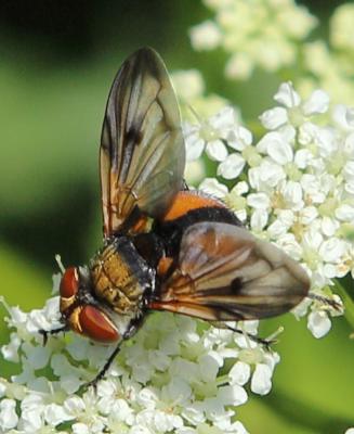 Breitflügelige Raupenfliege (Ectophasia crassipennis)