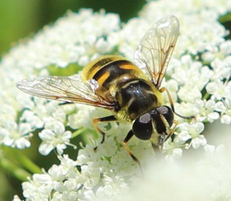 Totenkopfschwebfliege (Myathropa florea w) Totenkopfschwebfliege (Myathropa florea w)