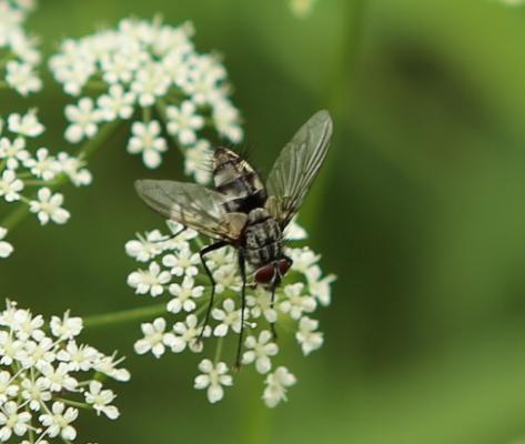 Gefleckte Hausfliege (Graphomya maculata) od. Miltogramma oestraceum¿ Gefleckte Hausfliege (Graphomya maculata) od. Miltogramma oestraceum¿