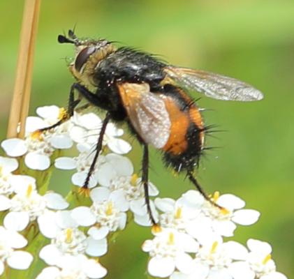 Nowickia ferox Nowickia ferox