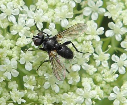 Erdwanzenfliege (Phania funesta) Erdwanzenfliege (Phania funesta)