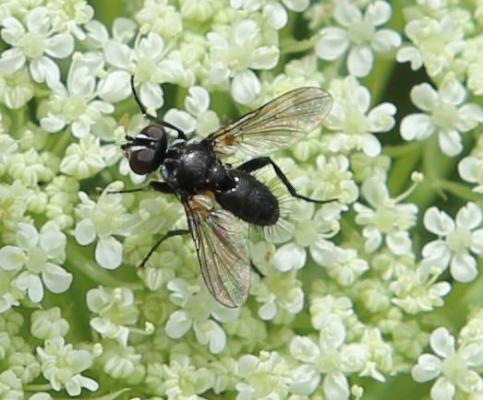 Erdwanzenfliege (Phania funesta)