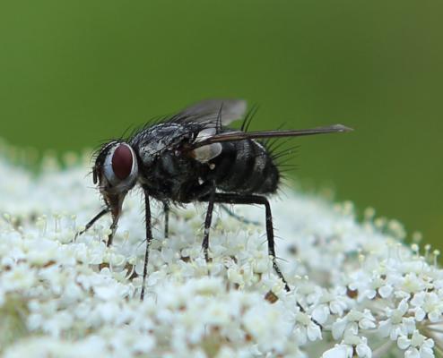 evtl. Fleischfliege evtl. Fleischfliege