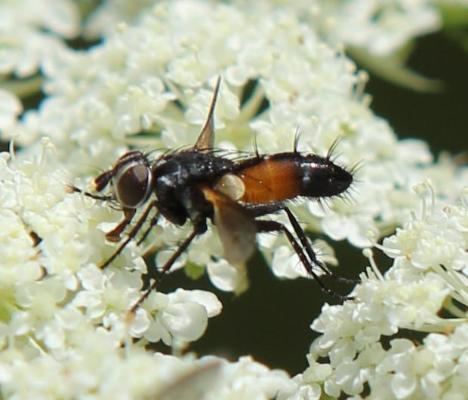 Cylindromyia ¿brassicaria¿