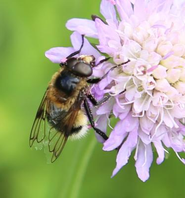 Hummel-Waldschwebfliege (Volucella bombylans) Hummel-Waldschwebfliege (Volucella bombylans)
