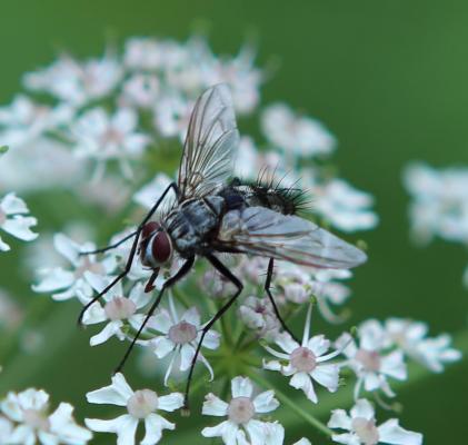 evtl. Gefleckte Hausfliege (Graphomya maculata) evtl. Gefleckte Hausfliege (Graphomya maculata)