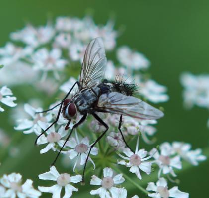 evtl. Gefleckte Hausfliege (Graphomya maculata)