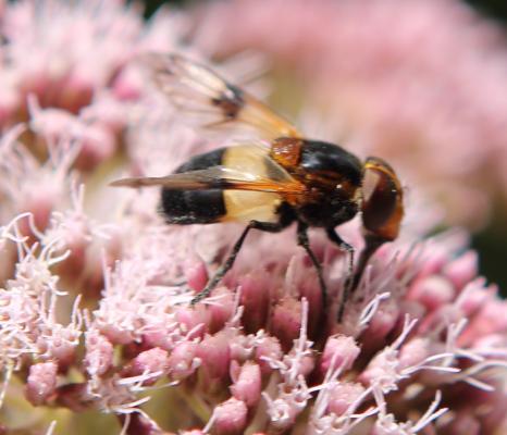 Gemeine Waldschwebfliege (Volucella pellucens) Gemeine Waldschwebfliege (Volucella pellucens)
