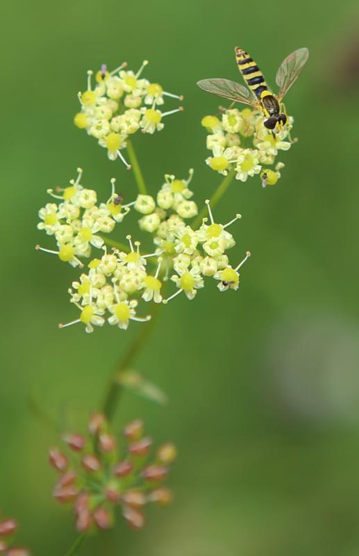 Gewöhnliche Langbauchschwebfliege (Sphaerophoria scripta w) Gewöhnliche Langbauchschwebfliege (Sphaerophoria scripta w)