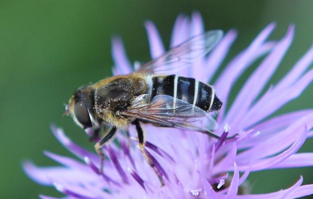 Kleine Keilfleckschwebfliege (Eristalis arbustorum w)