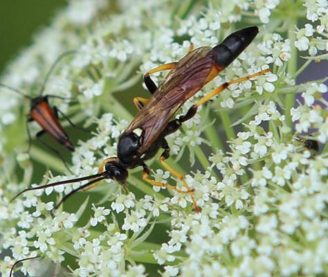 Ichneumon spec. od. cf. Mesoleptus laevigatus