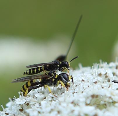 Fliegenjäger (Ectemnius cf. lituratus)