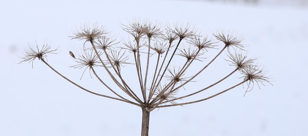 n_210210_schneepflanzen.jpg