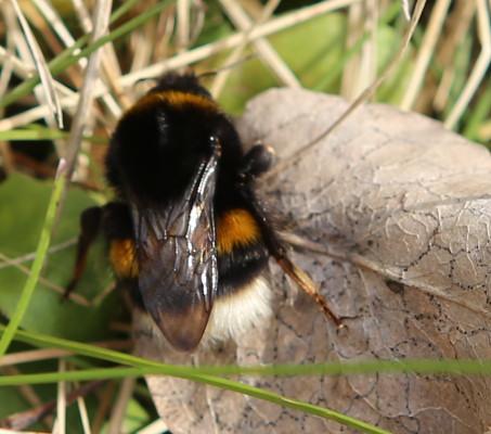 n_210403_dunkleerdhummel_bombusterrestris.jpg