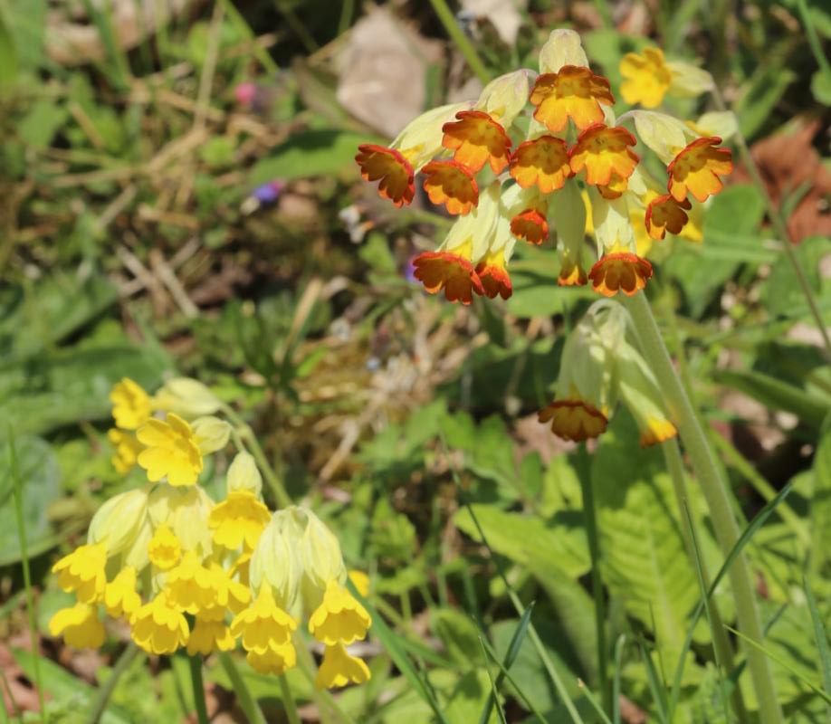 n_210427_schluesselblumemutante.jpg