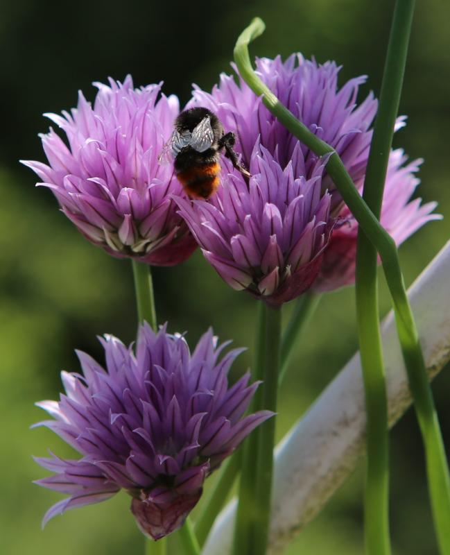 n_210603_steinhummel.jpg