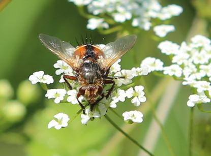 Igelfliege (Tachina fera) Igelfliege (Tachina fera)