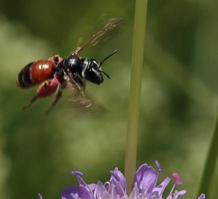 n_210618_knautiensandbiene.jpg