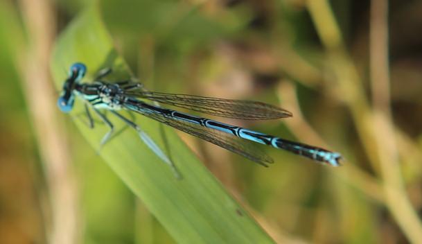 n_210623_blauefederlibelle_platycnemispennipes_m.jpg