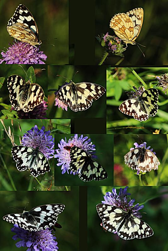 n_210704_schachbrettfalter.jpg