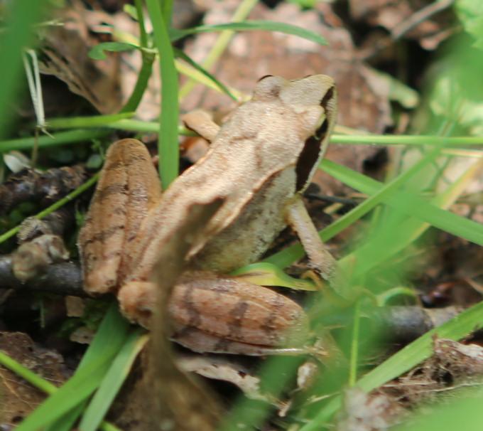 n_210704_springfrosch.jpg