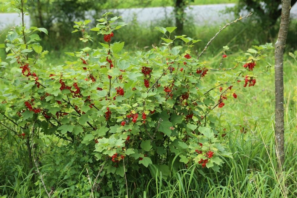 n_210715_rotejohannisbeeren.jpg