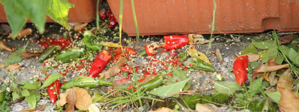 n_211030_peperonivogelfrass.jpg