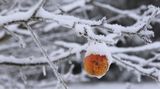 210125 Schneewiese.jpg