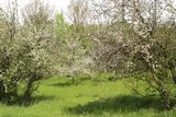 210516 Apfelbluetenlandschaft.jpg