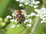 210618 Igelfliege.jpg