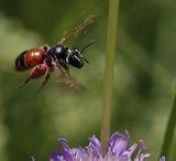 210618 KnautienSandbiene.jpg