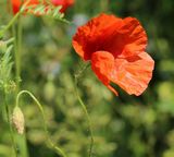 210618 Saatmohn.jpg