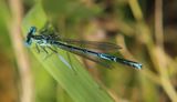 210623 BlaueFederlibelle-Platycnemispennipes-m.jpg