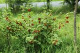 210715 RoteJohannisbeeren.jpg